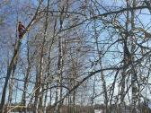 Avarinių medžių , krūmų pjovimas. Arboristas. - nuotraukos Nr. 23