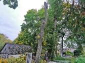 Avarinių medžių , krūmų pjovimas. Arboristas. - nuotraukos Nr. 24