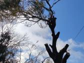 Avarinių medžių , krūmų pjovimas. Arboristas. - nuotraukos Nr. 26