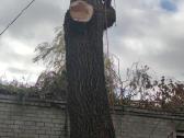 Avarinių medžių , krūmų pjovimas. Arboristas. - nuotraukos Nr. 27
