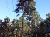 Avarinių medžių , krūmų pjovimas. Arboristas. - nuotraukos Nr. 28