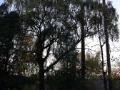 Avarinių medžių , krūmų pjovimas. Arboristas. - nuotraukos Nr. 25
