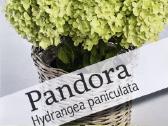 Hortenzijos, Pušys, Tujos,magnolijos, Kiti Augalai - nuotraukos Nr. 16