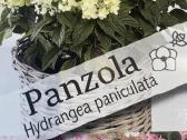 Hortenzijos, Pušys, Tujos,magnolijos, Kiti Augalai - nuotraukos Nr. 18