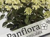 Hortenzijos, Pušys, Tujos,magnolijos, Kiti Augalai - nuotraukos Nr. 19