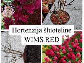 Hortenzijos, Pušys, Tujos,magnolijos, Kiti Augalai - nuotraukos Nr. 10