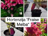 Hortenzijos, Pušys, Tujos,magnolijos, Kiti Augalai - nuotraukos Nr. 11