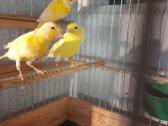 ,Parduodu ivairias kanareles, - nuotraukos Nr. 13
