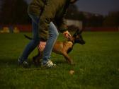 Ibis Marshall Dogs - nuotraukos Nr. 32