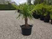 Palmes Trachycarpus exselsia fortune - nuotraukos Nr. 2