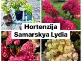 Hortenzijos, Pušys, Tujos,magnolijos, Kiti Augalai - nuotraukos Nr. 12