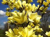 Magnolijos