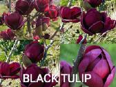 Magnolijos - nuotraukos Nr. 2