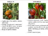 Parduodami Pomidorų Ir Paprikų Daigai Po 1 Eur - nuotraukos Nr. 7