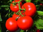 Parduodami Pomidorų Ir Paprikų Daigai Po 1 Eur