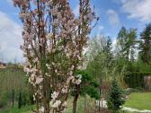 Amonagawa sakura - nuotraukos Nr. 18