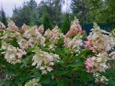 Hort.Pinki Vinki - nuotraukos Nr. 21