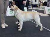 Labradoro retriveris reproduktorius - nuotraukos Nr. 22