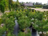 Kalninės, juodosios, paprastos pušys himalajinės p - nuotraukos Nr. 17