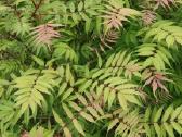 Sorbaria sorbifolia (Šermukšnialapė lanksvūnė)