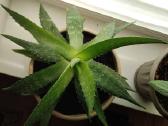 Alijošiai (lot. Aloe arborescens, Aloe maculata) - nuotraukos Nr. 6