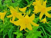 Melsve,rudbekija, silinge,ramune,vilkdalgiai - nuotraukos Nr. 10