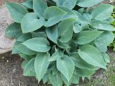 Melsve,rudbekija, silinge,ramune,vilkdalgiai - nuotraukos Nr. 12