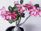 Gėlės. Dykumų rožės, adenium, žydintys bonsai.