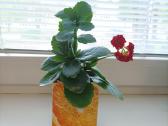 Gėlė ieško namų!kalankė (Kalanchoe) – gyvybės medi - nuotraukos Nr. 2