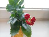 Gėlė ieško namų!kalankė (Kalanchoe) – gyvybės medi - nuotraukos Nr. 3