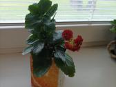Gėlė ieško namų!kalankė (Kalanchoe) – gyvybės medi - nuotraukos Nr. 4