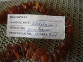 Gintaras . Karoliai. Ltsr Daile Kaunas Su Dezute - nuotraukos Nr. 4
