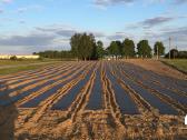 Agro plėvelės tiesimas braškėms, ir ne tik. Daigai - nuotraukos Nr. 2
