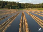 Agro plėvelės tiesimas braškėms, ir ne tik. Daigai - nuotraukos Nr. 4