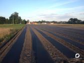 Agro plėvelės tiesimas braškėms, ir ne tik. Daigai - nuotraukos Nr. 6