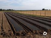 Agro plėvelės tiesimas braškėms, ir ne tik. Daigai - nuotraukos Nr. 7