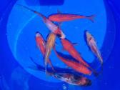 Karosai spalvoti, Koi karpiai, Amūrai, Drūgeliai