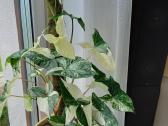 Syngonium Amerald Gem kolekcinis augalas.arba Alba - nuotraukos Nr. 3