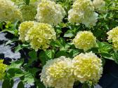 Hortenzijos šluotelinės,veigėlės - nuotraukos Nr. 7