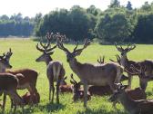 Parduodame tauriuosius elnius - nuotraukos Nr. 5