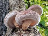Shiitake bei kitų grybų grybiena kaisčių pjuvenų - nuotraukos Nr. 5