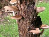 Shiitake bei kitų grybų grybiena kaisčių pjuvenų - nuotraukos Nr. 6