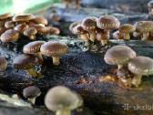 Shiitake bei kitų grybų grybiena kaisčių pjuvenų - nuotraukos Nr. 7