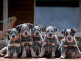 Australų Ganymo šuo / Australian Cattle dog