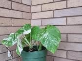 Monstera alba - nuotraukos Nr. 2