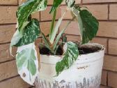 Monstera alba - nuotraukos Nr. 3