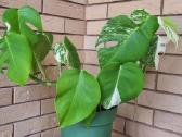Monstera alba - nuotraukos Nr. 4