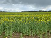 Strip-till rapsų sėjos paslauga - nuotraukos Nr. 9
