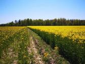 Strip-till rapsų sėjos paslauga - nuotraukos Nr. 4