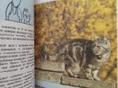 Patarimai kačių mylėtojams.(1987m.) - nuotraukos Nr. 5